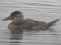 Ruddy Duck